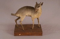 山羌藏品圖，第3張
